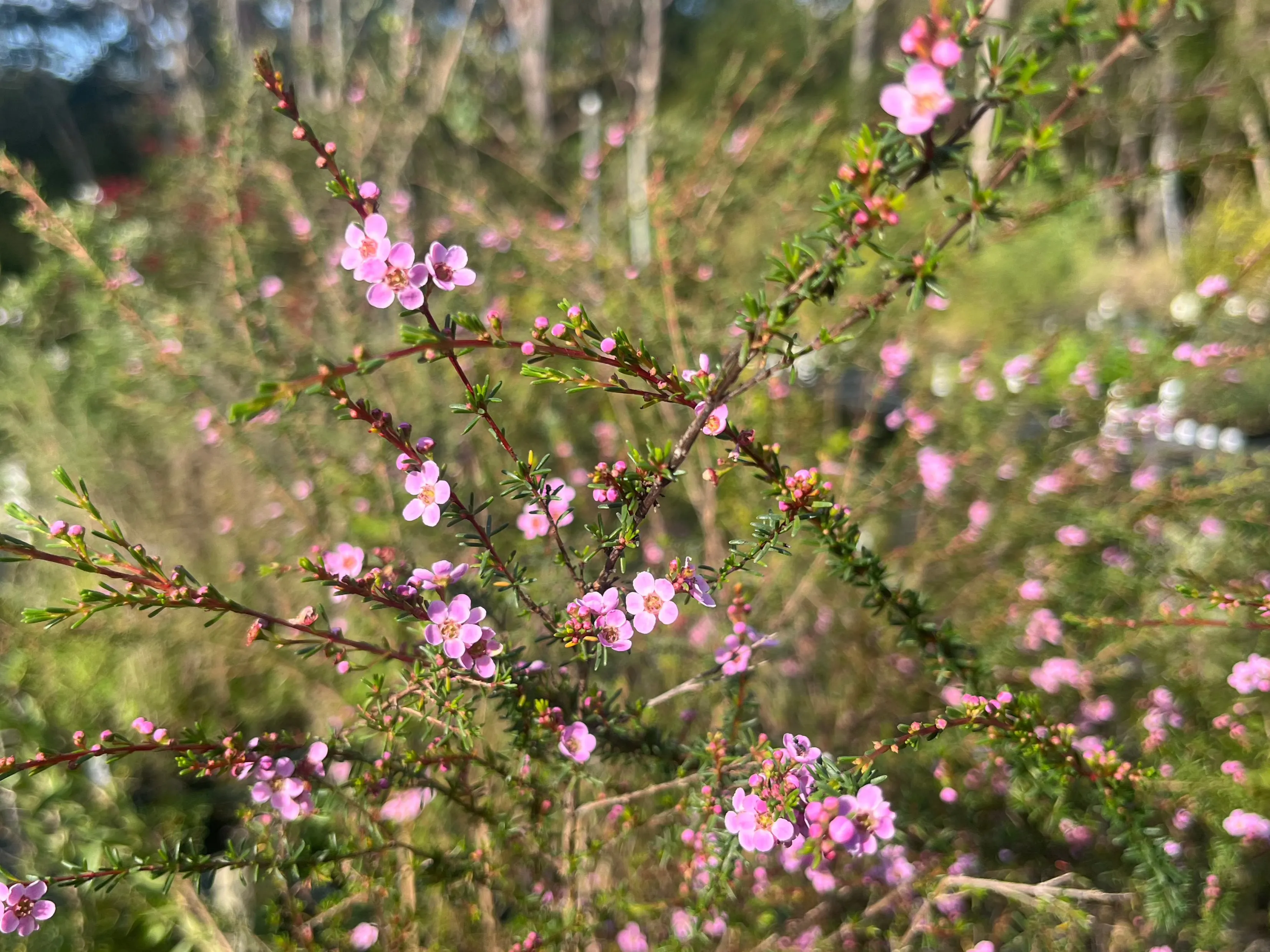 Astartea Winter Pink