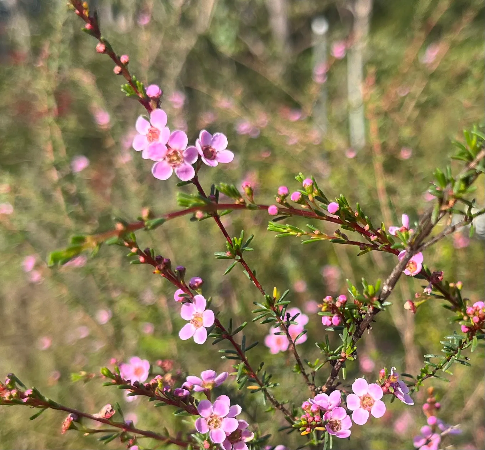 Astartea Winter Pink