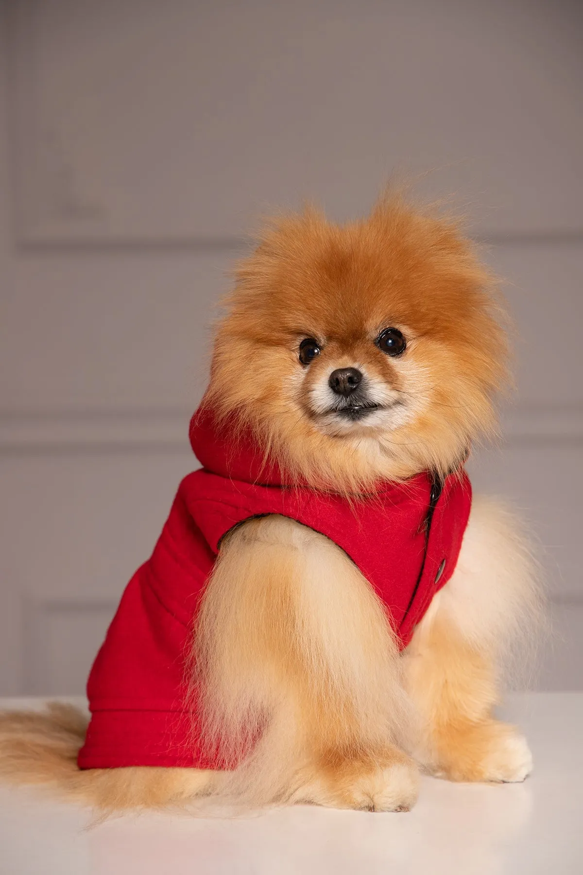 DOG HOODED ZIPPER COAT