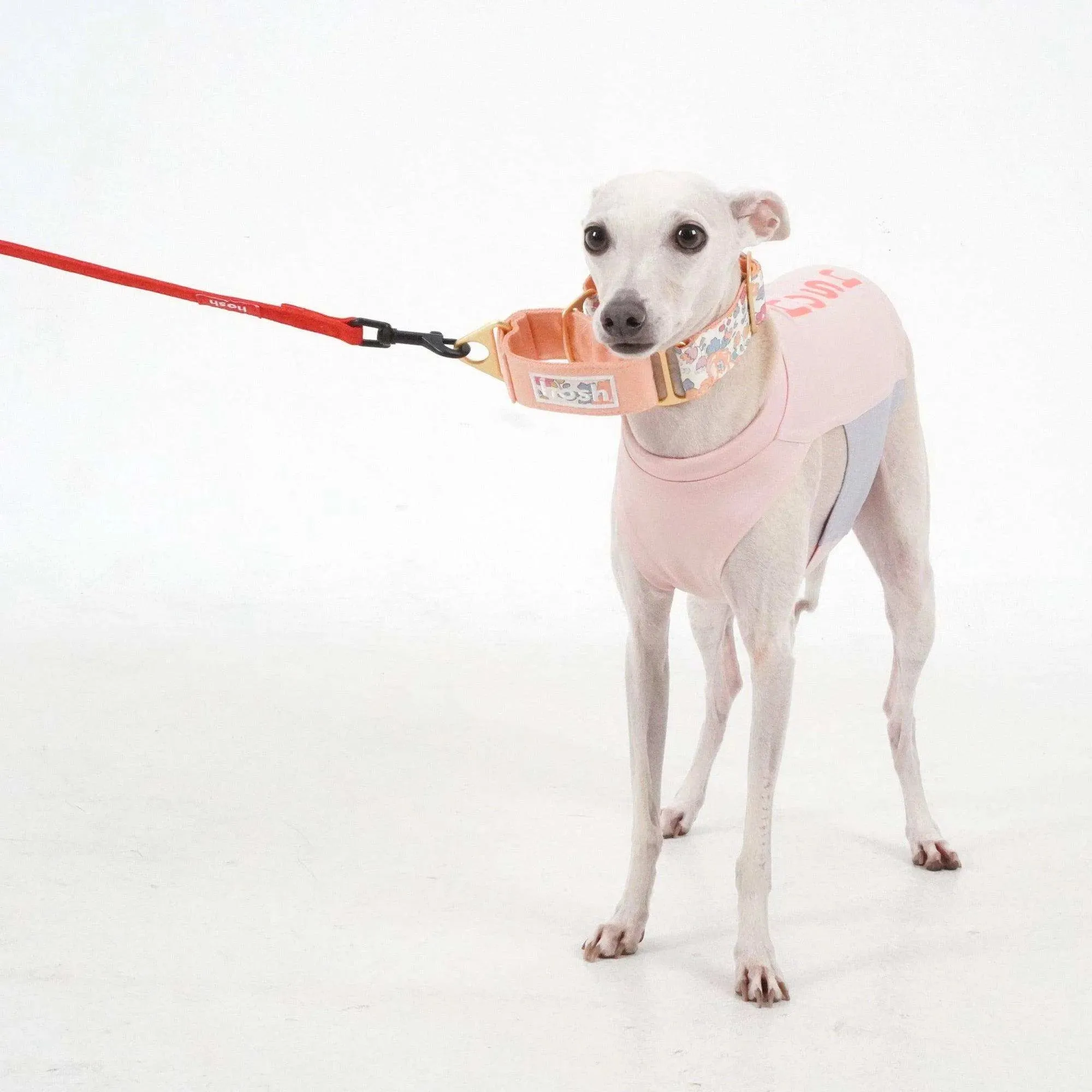 Flower Print Martingale Collar | Orange