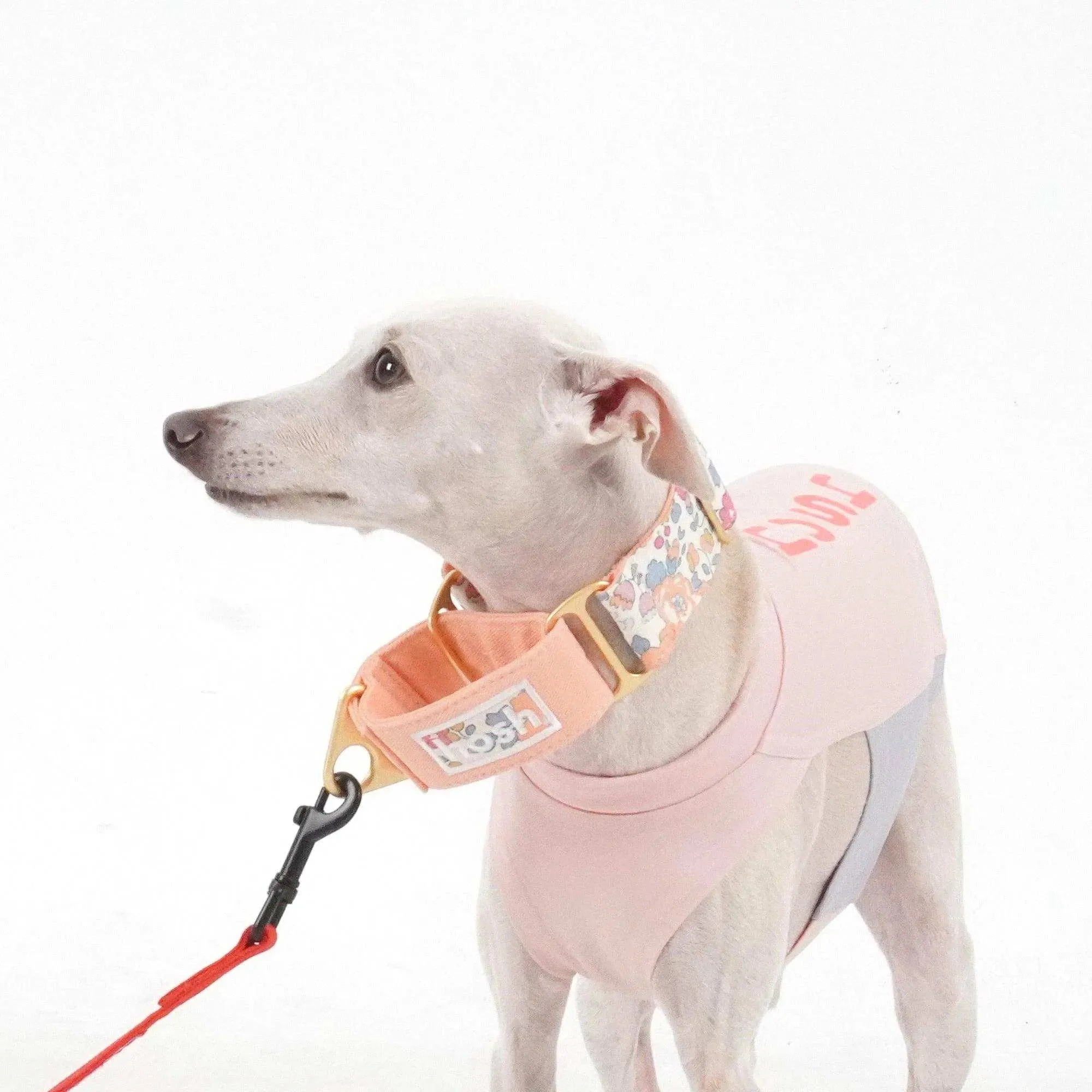 Flower Print Martingale Collar | Orange