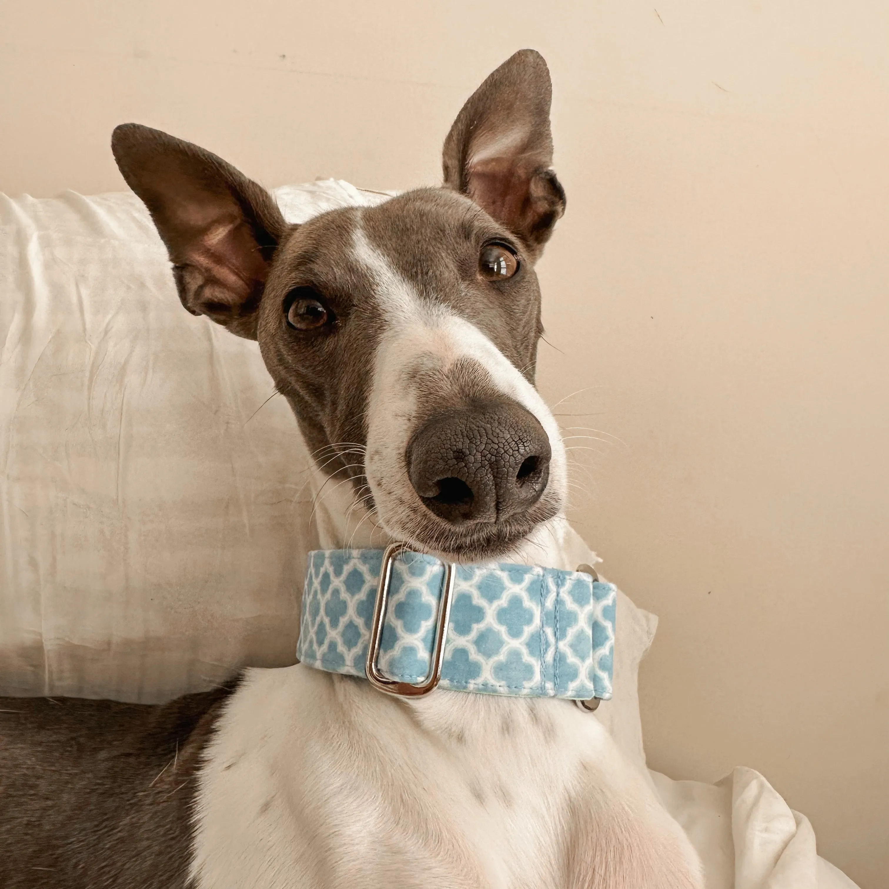 Martingale Collar - Serendipity