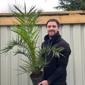 Phoenix Palm | Phoenix canariensis 'Canary Island Date Palm' 50-60cm / 70-80cm