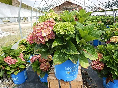 Tilt A Swirl™  Mophead Hydrangea