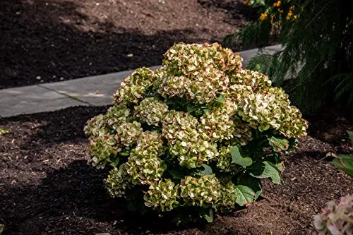 Tilt A Swirl™  Mophead Hydrangea