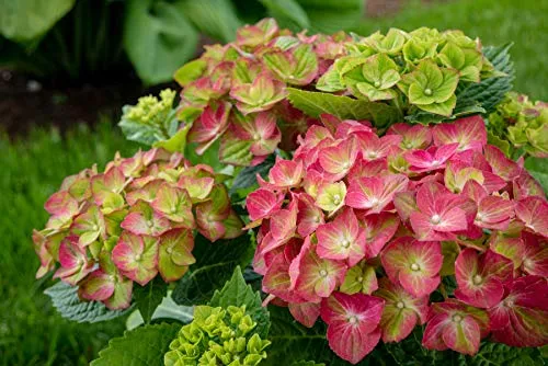 Tilt A Swirl™  Mophead Hydrangea