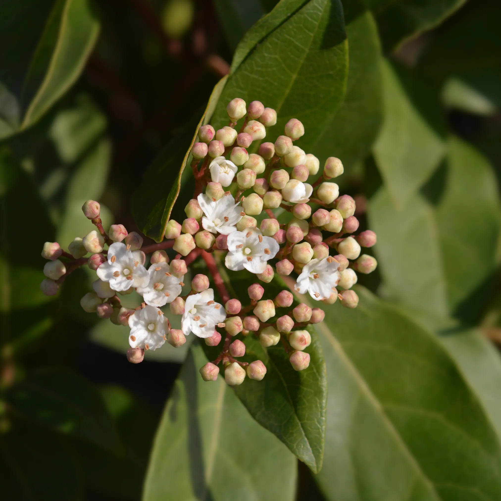 Viburnum tinus Patio Tree