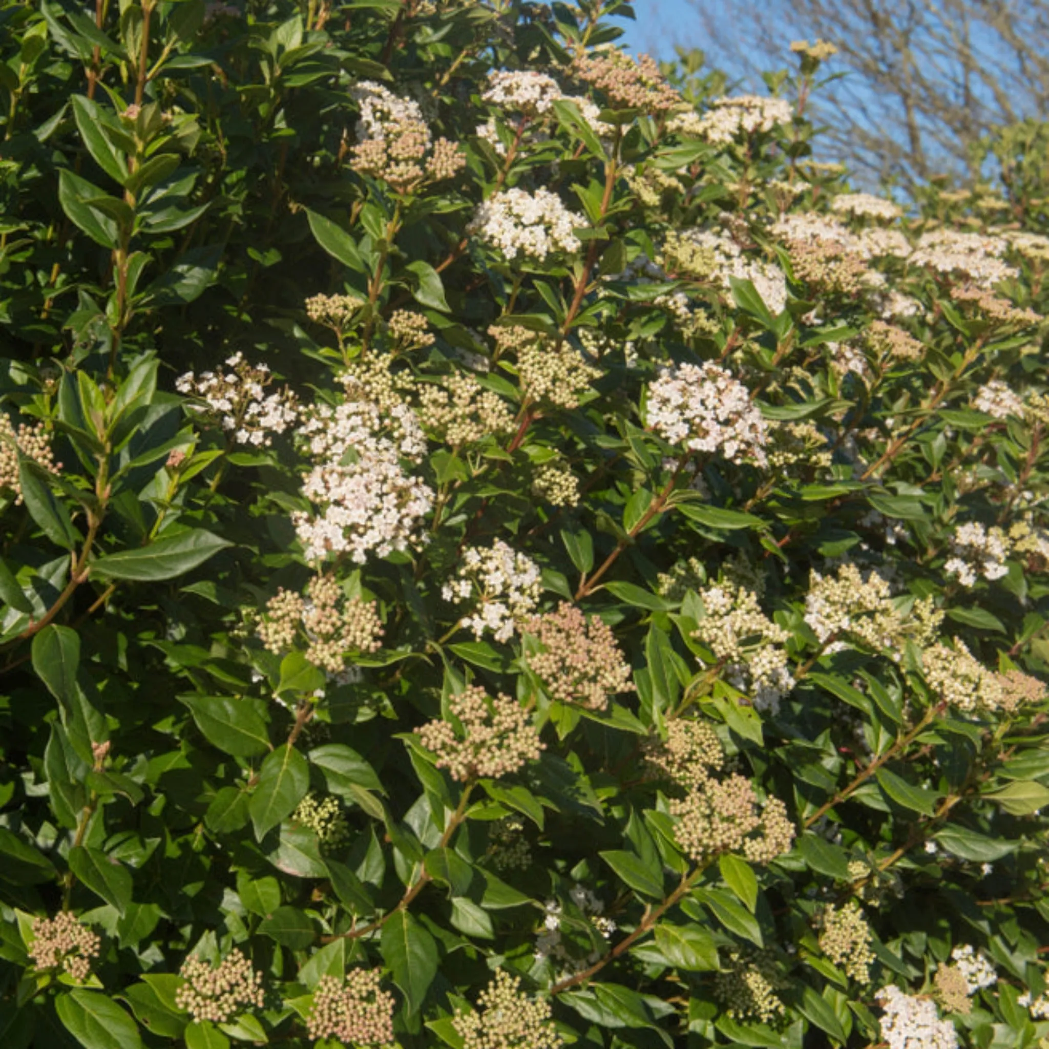 Viburnum tinus Patio Tree