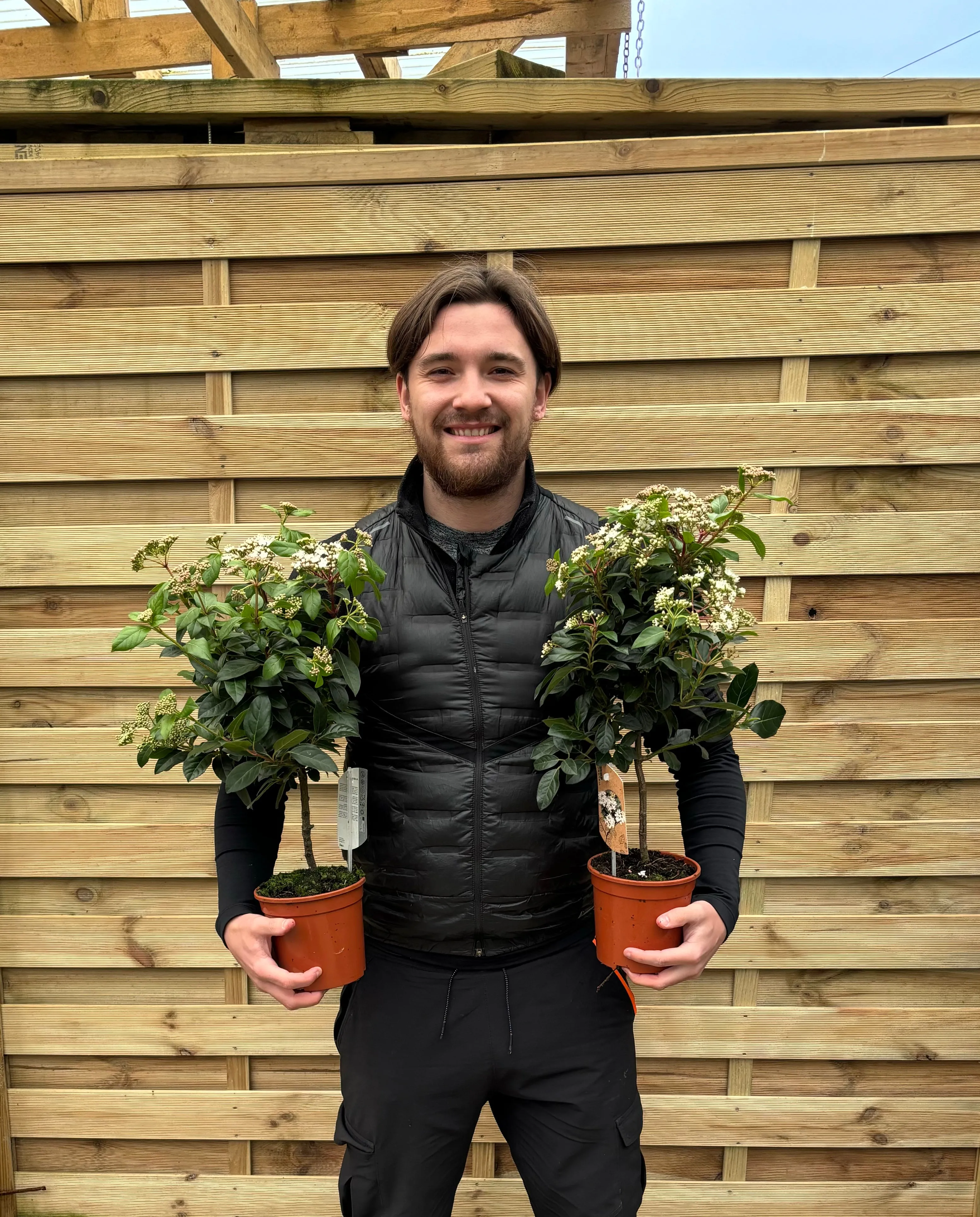 Viburnum tinus Patio Tree