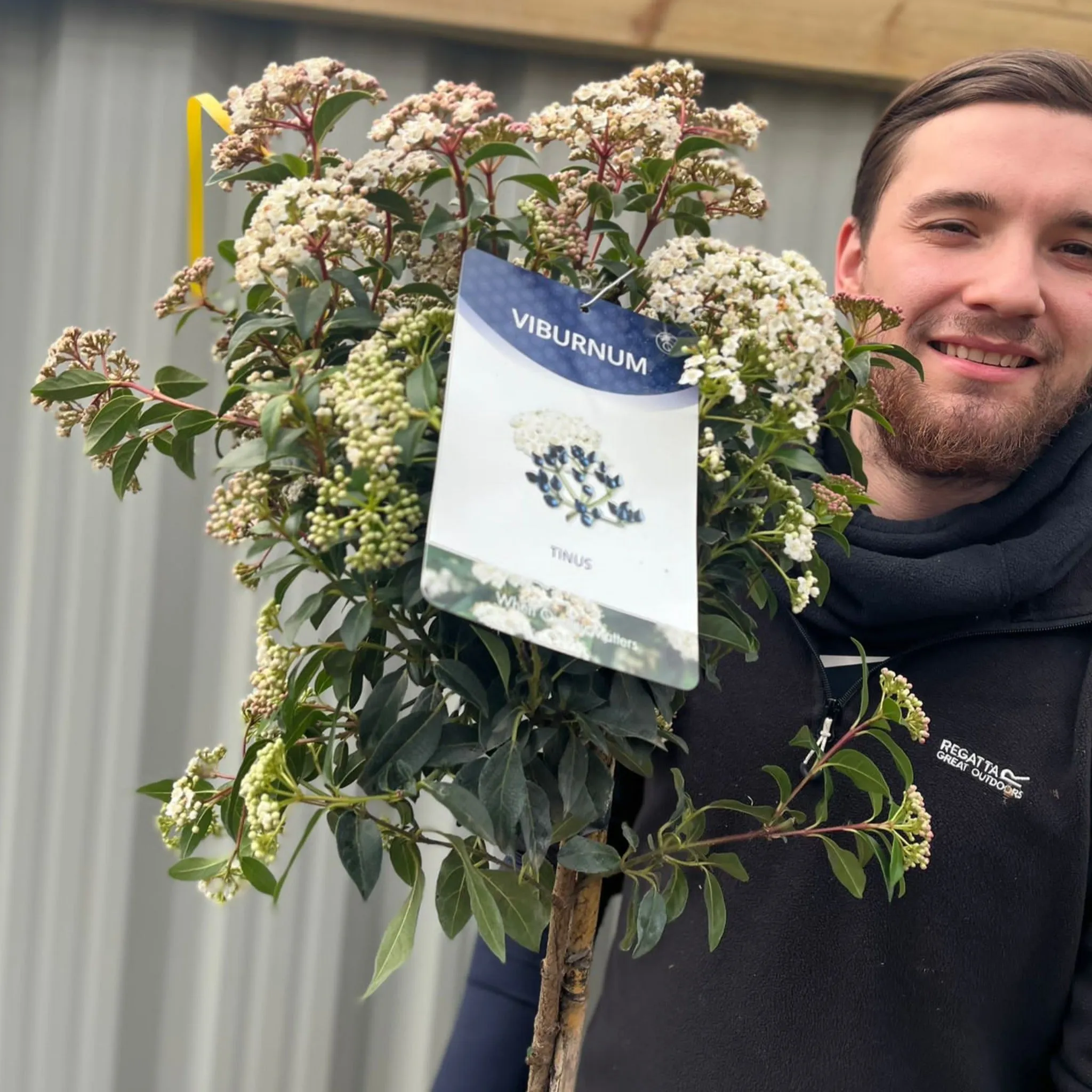 Viburnum tinus Patio Tree